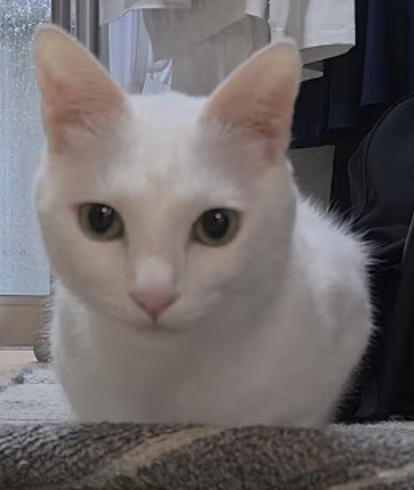 お店の看板猫