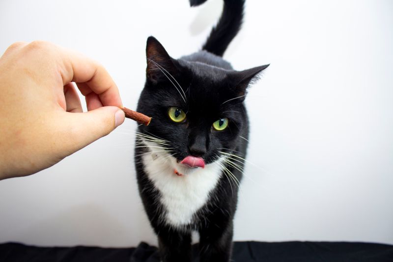 猫にちゅ〜るをあげる様子