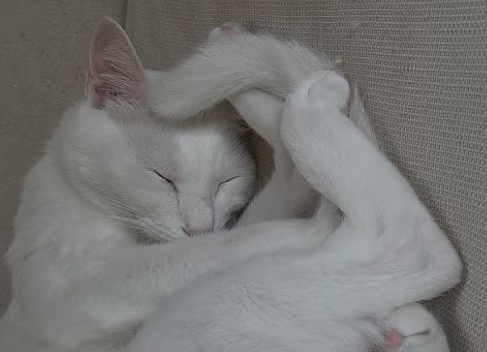 ぐっすり眠る猫